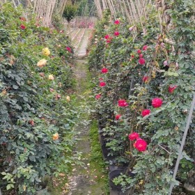 貴州月季苗 歐洲月季苗批發 公園景觀月季苗批發