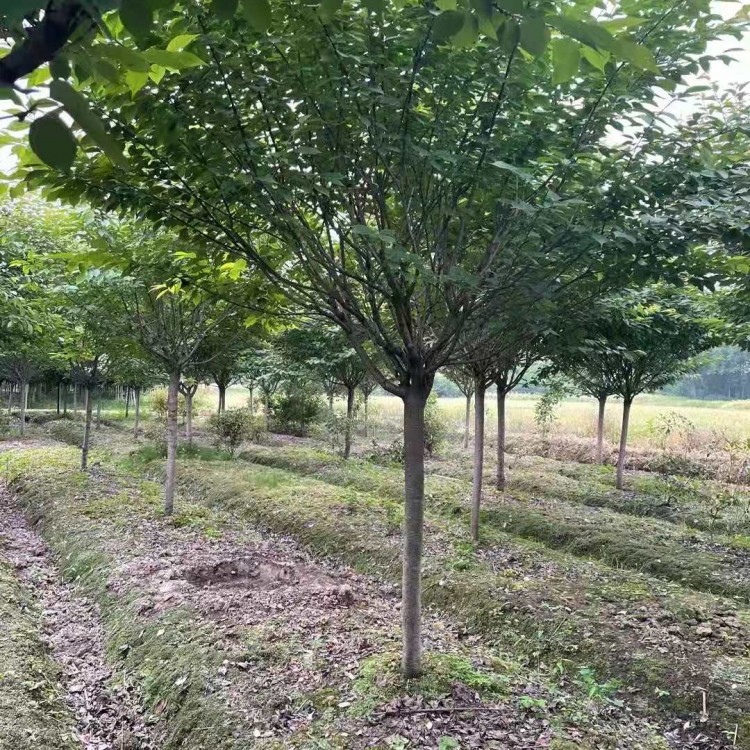 成都櫻花樹批發 高桿櫻花苗 規格齊全 綠化樹苗批發