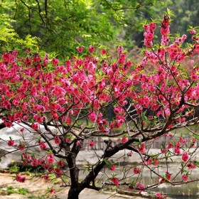 桂花掉葉子是怎么回事？