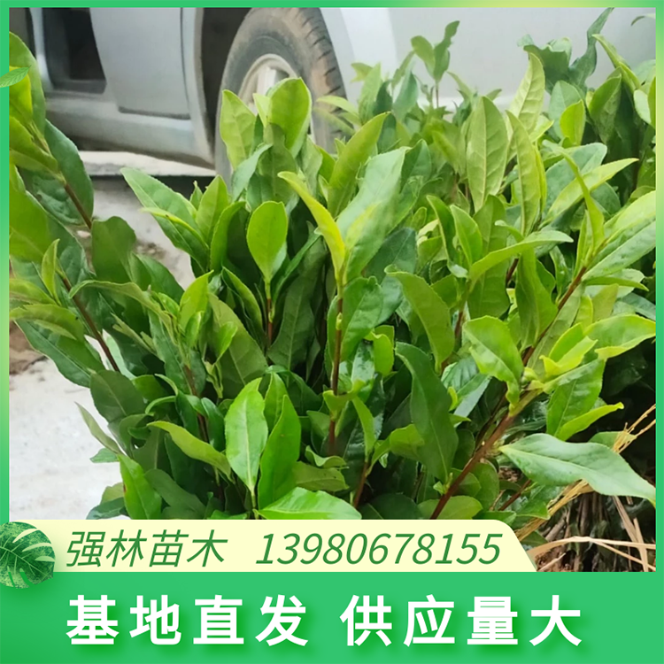 安吉白茶苗 奶白茶樹苗純度高 根系好  茶葉樹苗