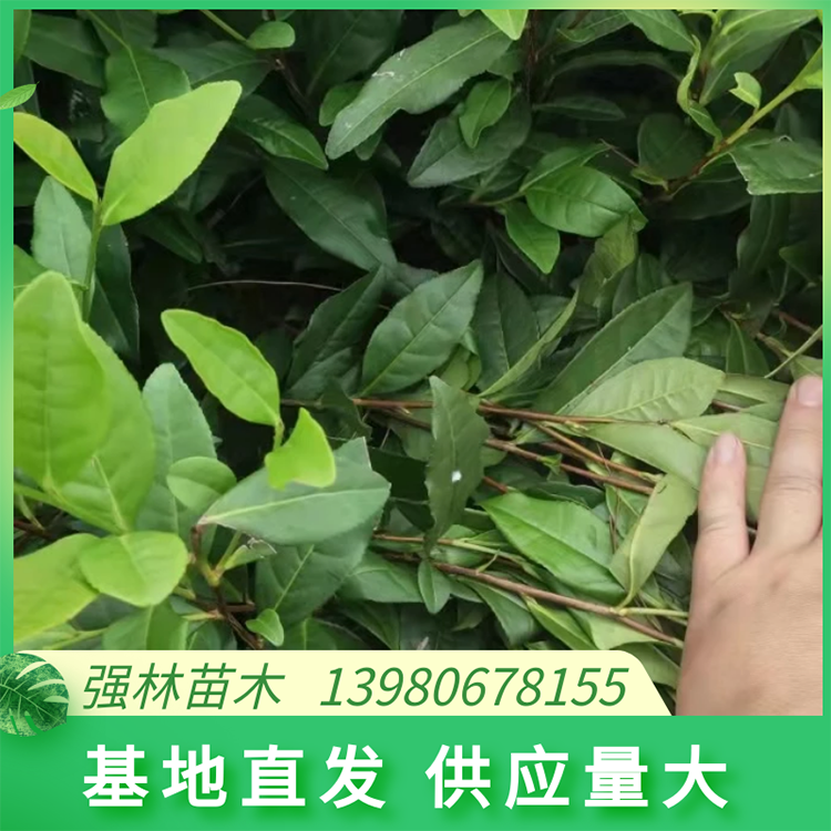 安吉白茶苗  品種純 品綠茶苗 現拔現發