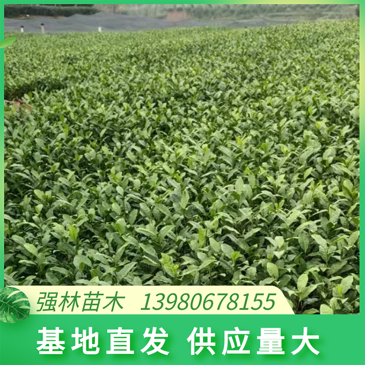 福鼎大白茶苗 樹苗質量好 黃金葉苗芽頭大