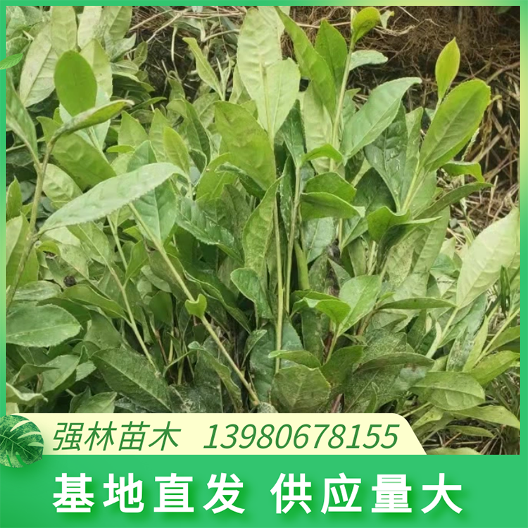 福選九號茶苗繁育基地 采摘早 發芽率高