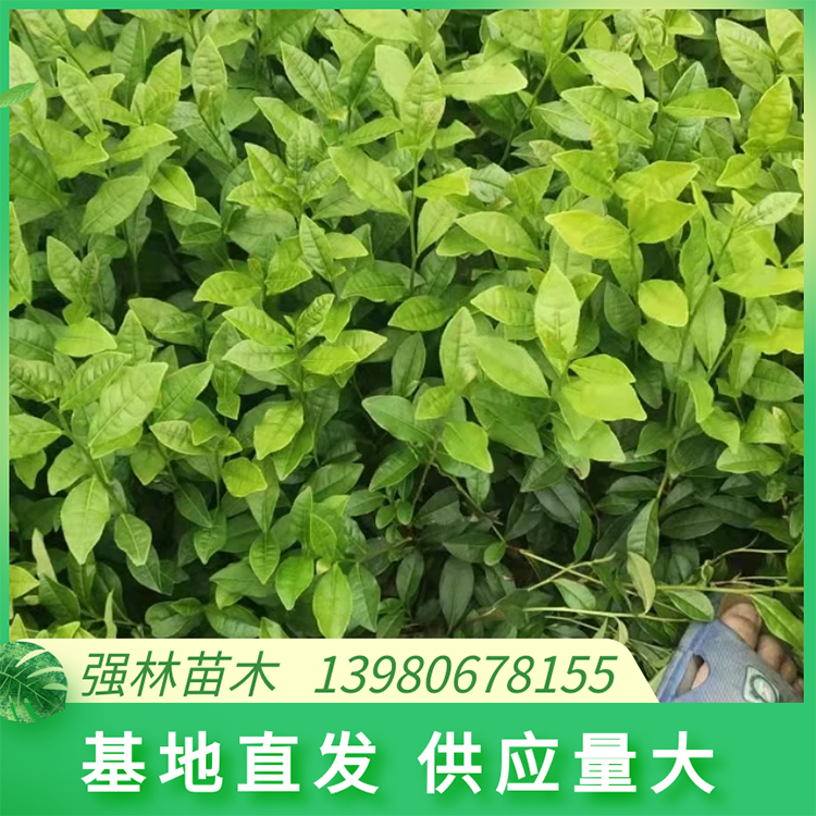 黃金芽 黃金葉茶苗 品綠茶苗基地直發 質量好