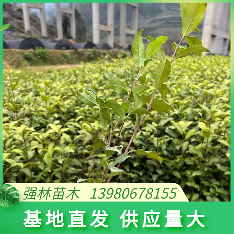 金牡丹茶苗 茶樹苗種植 提供技術指導