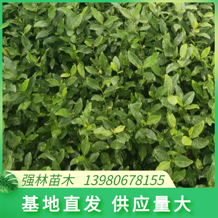 龍井43茶苗 30cm高度種植基地 根莖強壯