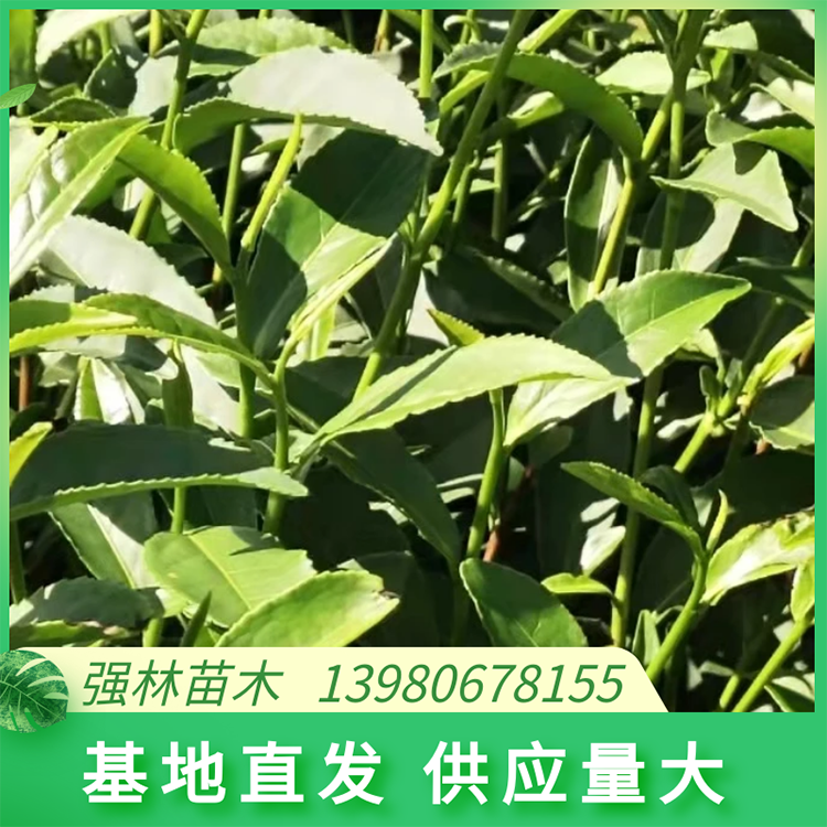 梅占茶苗自家種植基地 發芽早 口感好 品種齊全