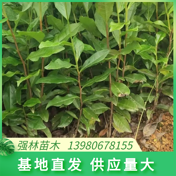 蒙山九號 大葉種茶苗 茶葉種子高山早春嫩芽清香回甘