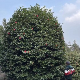 大型七星茶花樹 基地專業培育園林開花景觀樹 蓉華茶花種植