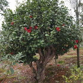 山茶花批發 四川苗木基地直銷茶花