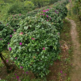 成都三角梅批發 基地直銷造型多色三角梅