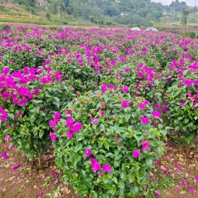 成都球形三角梅批發 四川三角梅種植基地升華花卉