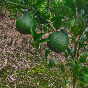 耙耙柑假植苗 四川柑橘苗木批發 柑橘苗廠家批發報價