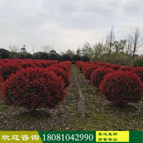 成都苗木基地 精品紅葉石楠球 魯賓斯紅葉石楠 產地直銷 叢生紅葉石楠