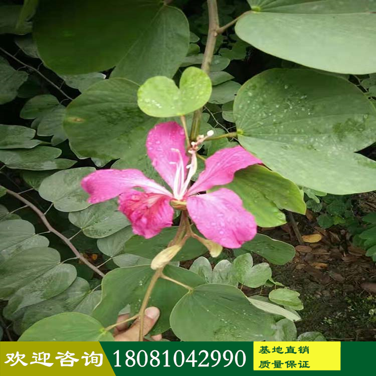 紅花羊蹄甲廠家 洋紫荊基地 香港紫荊花產地 高品質苗木批發 品種齊全