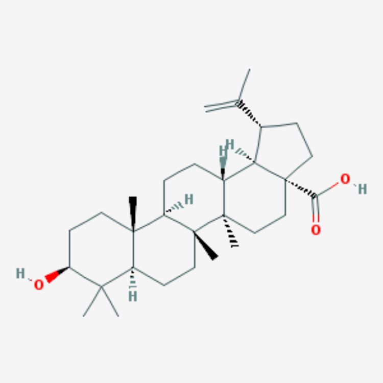 表白樺脂酸