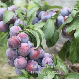 李子苗 四川李子苗批發(fā) 脆紅李子苗優(yōu)質(zhì)李子苗掛果率高 贈送種植技術(shù)