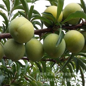 李子苗 嫁接李子苗 清脆李子苗 /脆紅李子苗蜂糖李子苗/脆李子苗