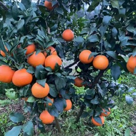 四川紅美人批發基地 愛媛38號苗批發基地 柑橘苗批發價格